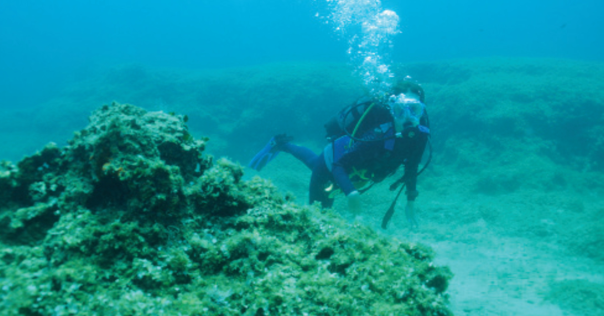 Diver, Women In Business &amp; Science